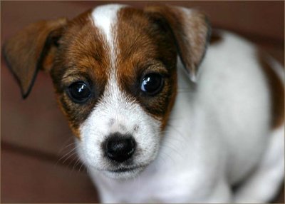 Meet Flossie  our new Jack Russell pup...