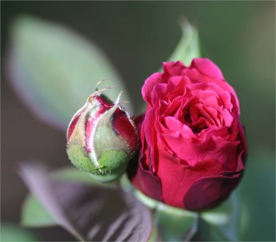 Rosebuds in March