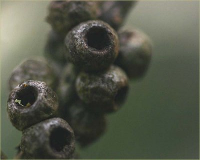 Bottlebrush nuts