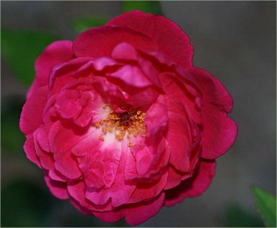 rosa Chinensis semperflorens