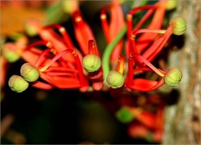 Firewheel tree blossom