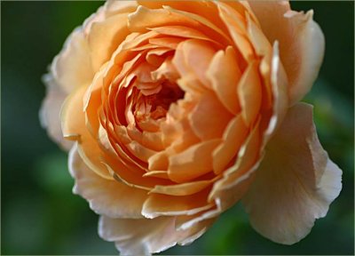 Crown Princesse Margareta