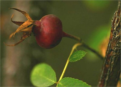 Rose hip - Fruhlingsmorgen