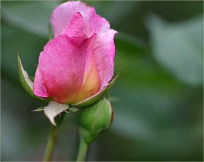 Gruss an Aachen rosebud