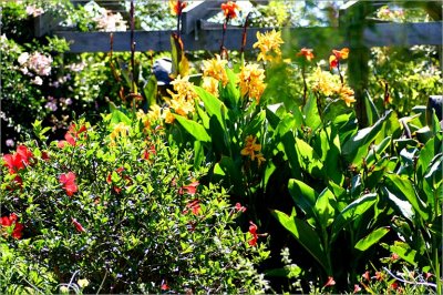 Canna and hibiscus