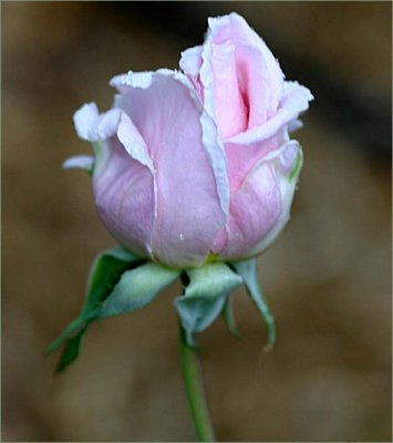 Judy's Song rosebud