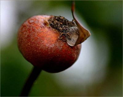 Rose hip - Queen Elizabeth