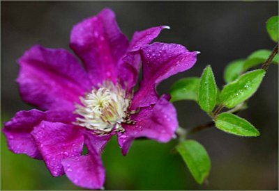 Ernest Markham clematis