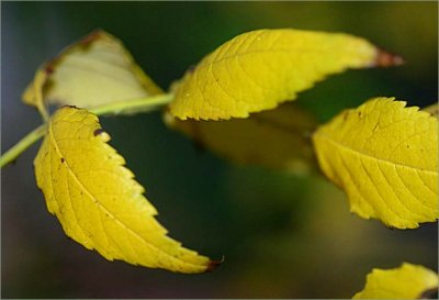 Autumn colour on brunonii