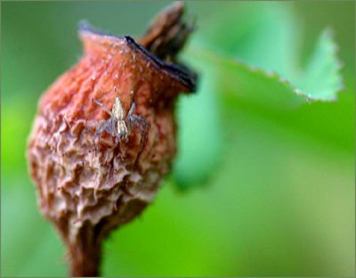 Rosehip - Mme Hardy