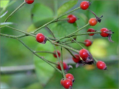 Rosehips Francis E. Lester, climber