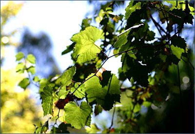 Vineleaves in the afternoon sunlight