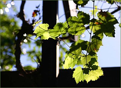 Vineleaves in the afternoon sunlight