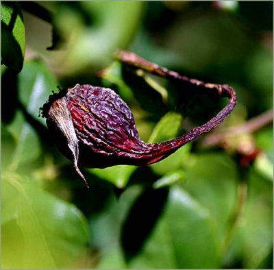 Rosehip - Dove