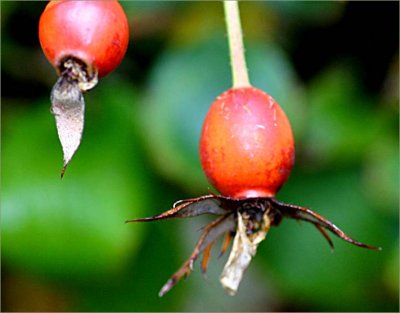 Rosehips - Bonica