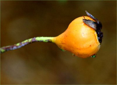 Rosehip - Lady X