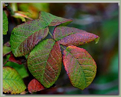 Belle de Crecy - autumn leaves