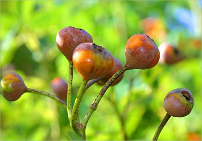 Rosehips - Leander