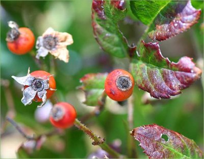 Rose hips and autumn leaves - Baby Faurax