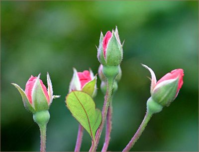 Rosebuds - Clair Matin