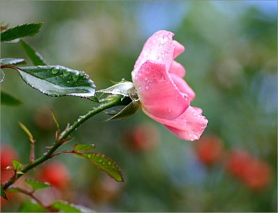 Pink Meillandecor with hips in the background