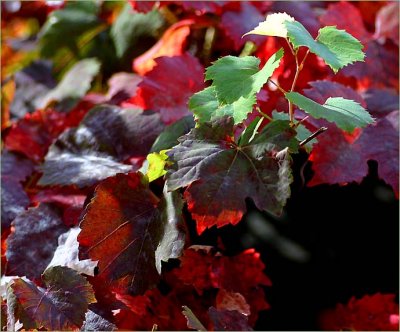 Coloured vine leaves
