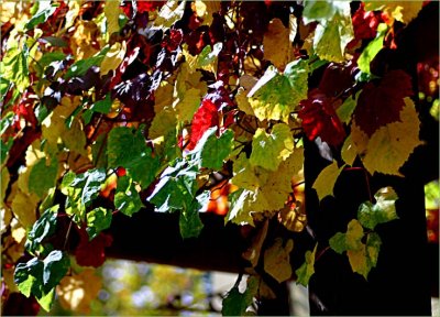 Coloured vine leaves