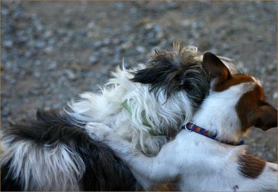 Flossie and Gemma at play 1