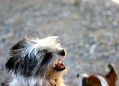 Flossie and Gemma at play 2