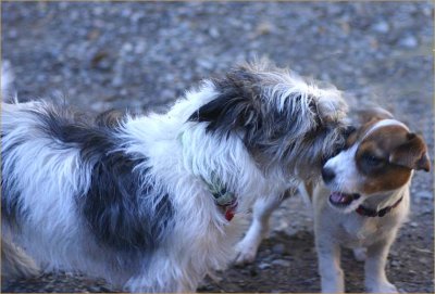 Flossie and Gemma at play 15