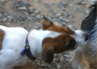 Flossie and Gemma at play 20