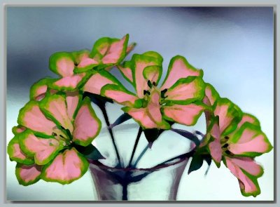Ivy Pelargonium