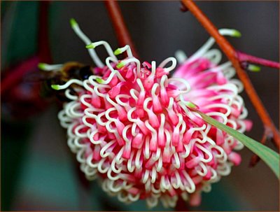 Hakea Laurina partly opened bloom