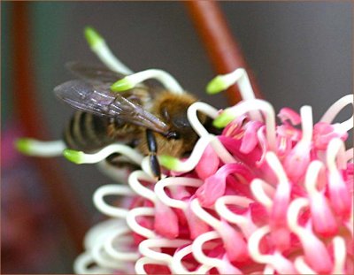 Bee on a Hakea bloom