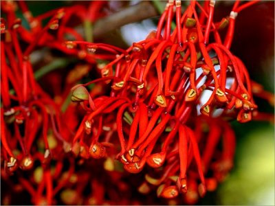 Stenocarpus sinuatus