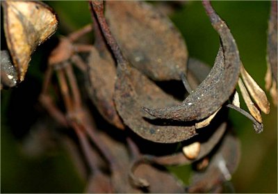 Stenocarpus sinuatus seedpods