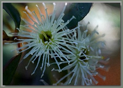 Gum blossom - platypus