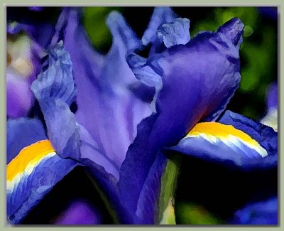 Blue iris