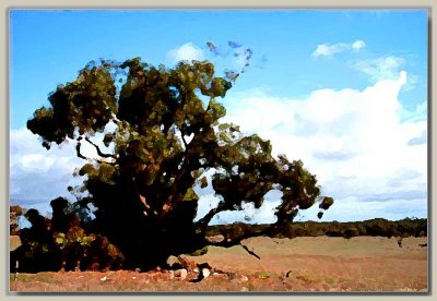 Old mallee gum in a dry paddock