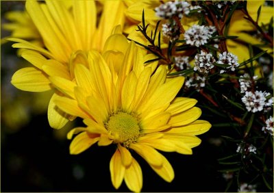 Yellow daisy and thryptomene