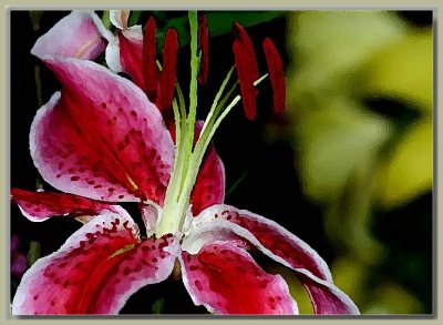 Red tigerlily