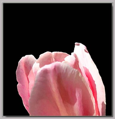 Light pink tulip