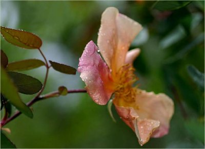 Mutabilis