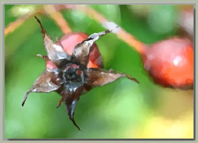 Rose hips