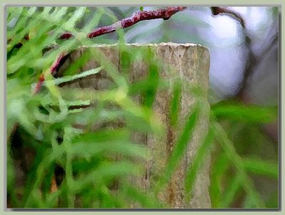 Pepper tree fronds and fencepost