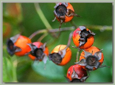 Rose hips