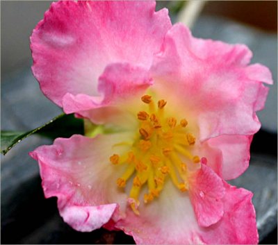 Camelia Fukuzutsumi in May