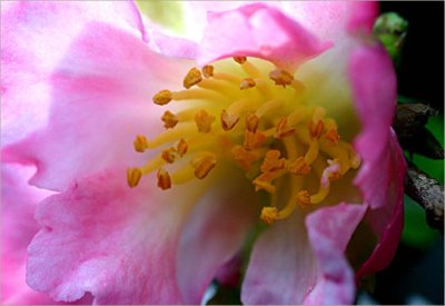 Sasanqua camellia...