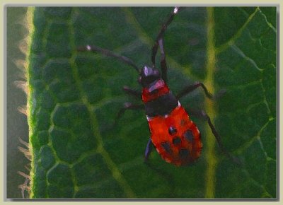 Beetle on a leaf