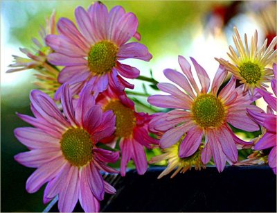 Chrysanthemums for Mums Day